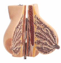 <b>静止期女性乳房解剖模型</b>
