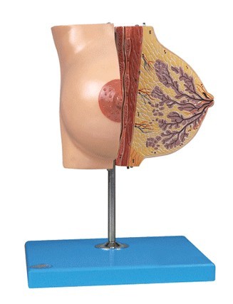<b>哺乳期女性乳房解剖模型</b>