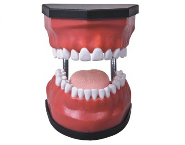 <b>牙护理保健模型</b>