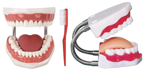 <b>牙护理保健模型</b>