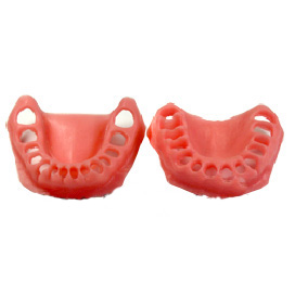 <b>软牙龈模型</b>
