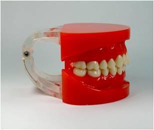 <b>标准牙颌模型A</b>