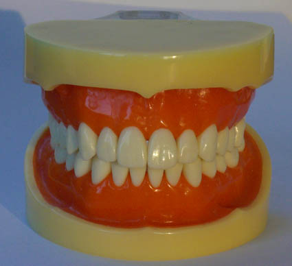 <b>标准牙颌模型B</b>