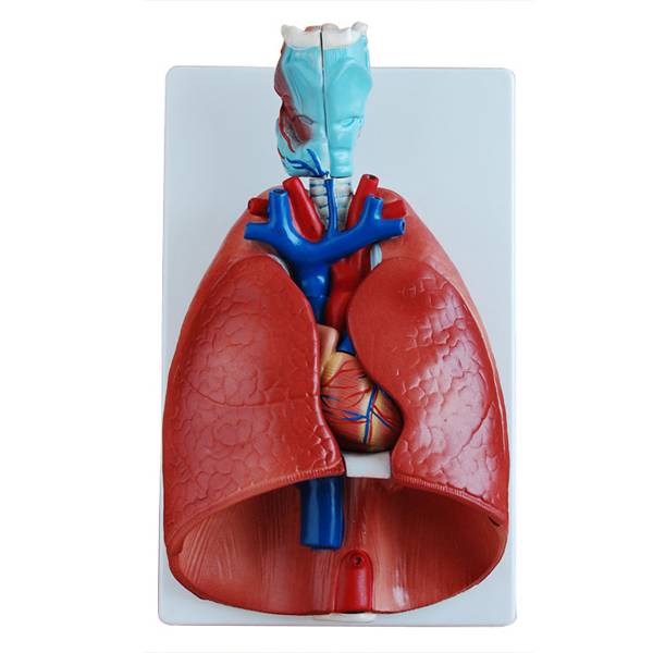 <b>喉、心、肺模型</b>