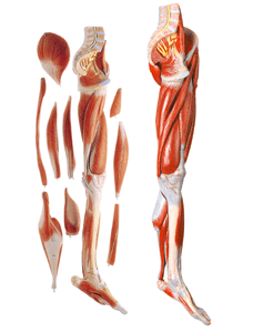 <b>下肢肌肉附主要血管神经模型</b>