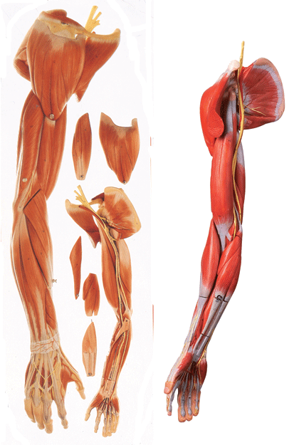 <b>上肢肌肉附血管神经模型</b>