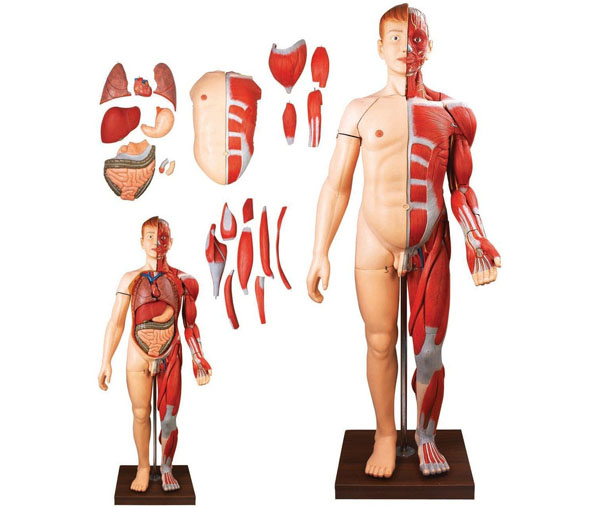 <b>人体全身层次肌肉附内脏模型</b>