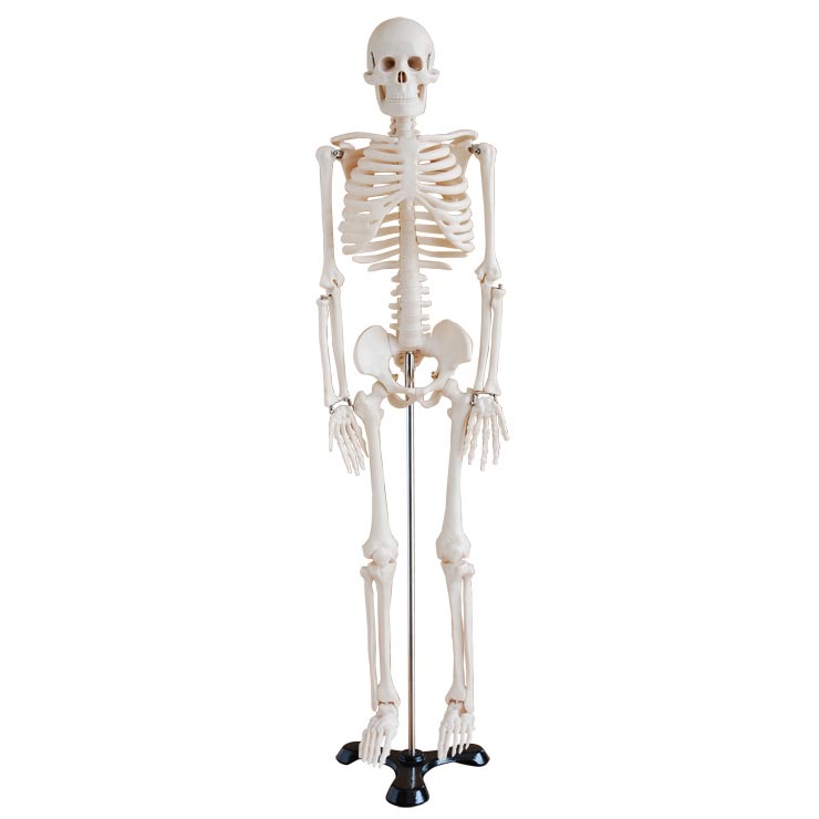 <b>人体骨骼模型85cm</b>