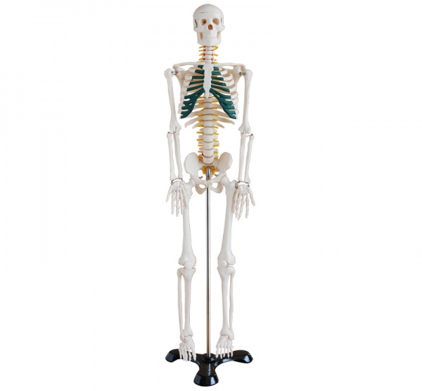 <b>人体骨骼带神经模型85cm</b>