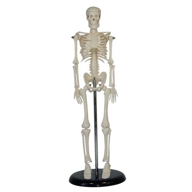 人体骨骼模型42CM