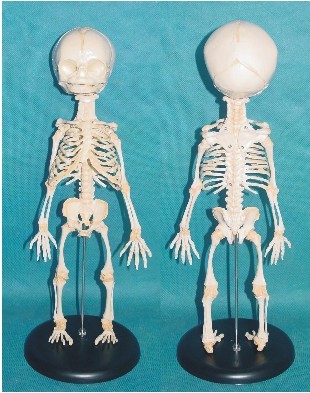 <b>胎儿骨骼模型</b>