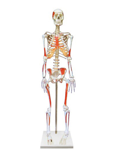 <b>人体骨骼附肌肉起止点着色模型</b>