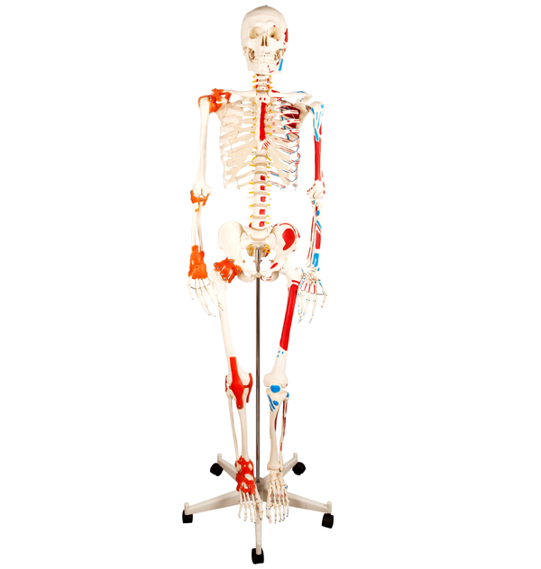 <b>人体骨骼半边肌肉着色半边附韧带模型</b>