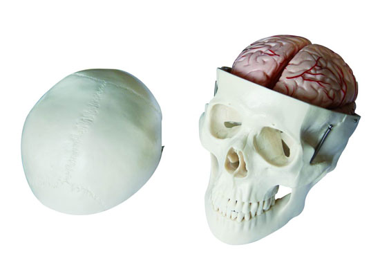 <b>头骨带8部分脑动脉模型</b>