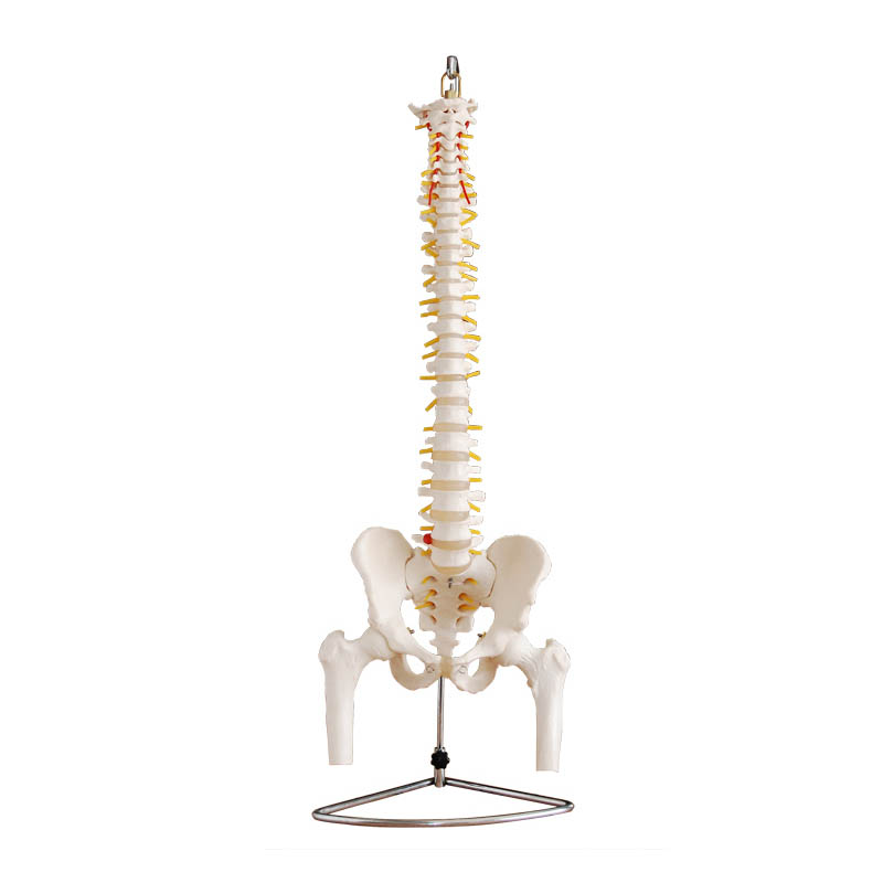 <b>自然大脊椎附骨盆、半腿骨模型</b>