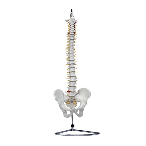 <b>自然大脊椎模型（带骨盆）</b>