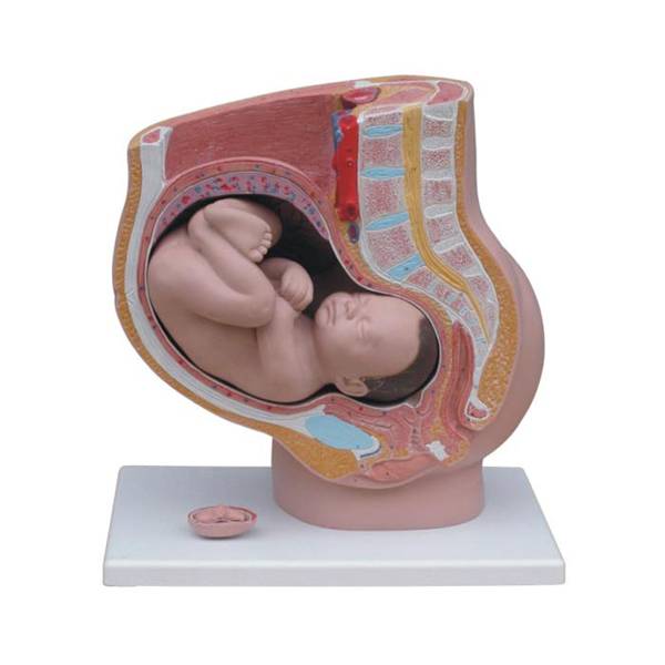 <b>女性妊娠矢状解剖模型（附胎儿）(4件)</b>
