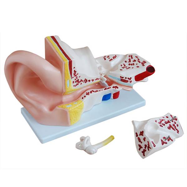 <b>耳解剖放大模型（5倍）</b>