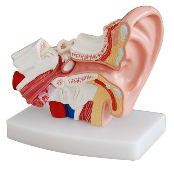 <b>小型耳解剖放大模型(1.5倍大)</b>