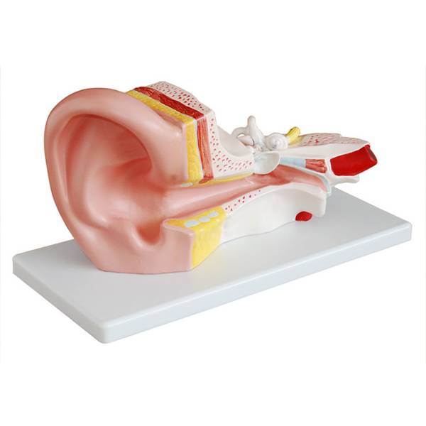 <b>耳解剖模型(3倍)</b>