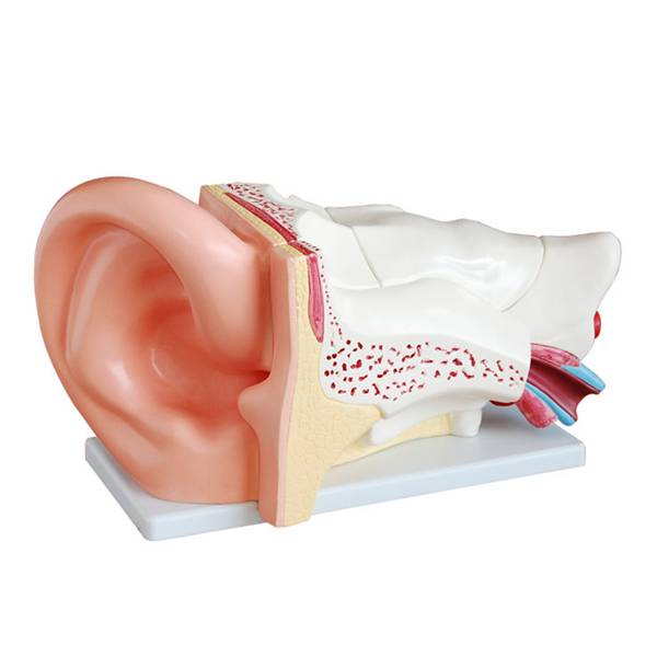 <b>新型大耳解剖放大模型(5倍)</b>