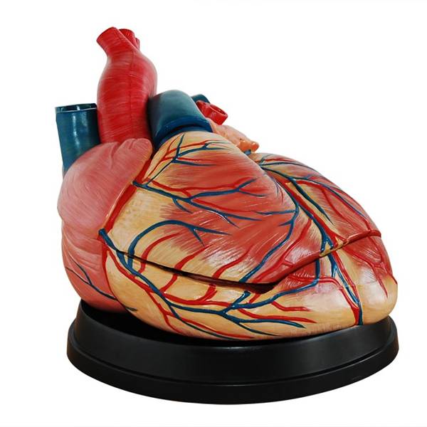 <b>心脏解剖放大模型</b>