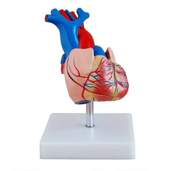 <b>自然大心脏解剖模型</b>